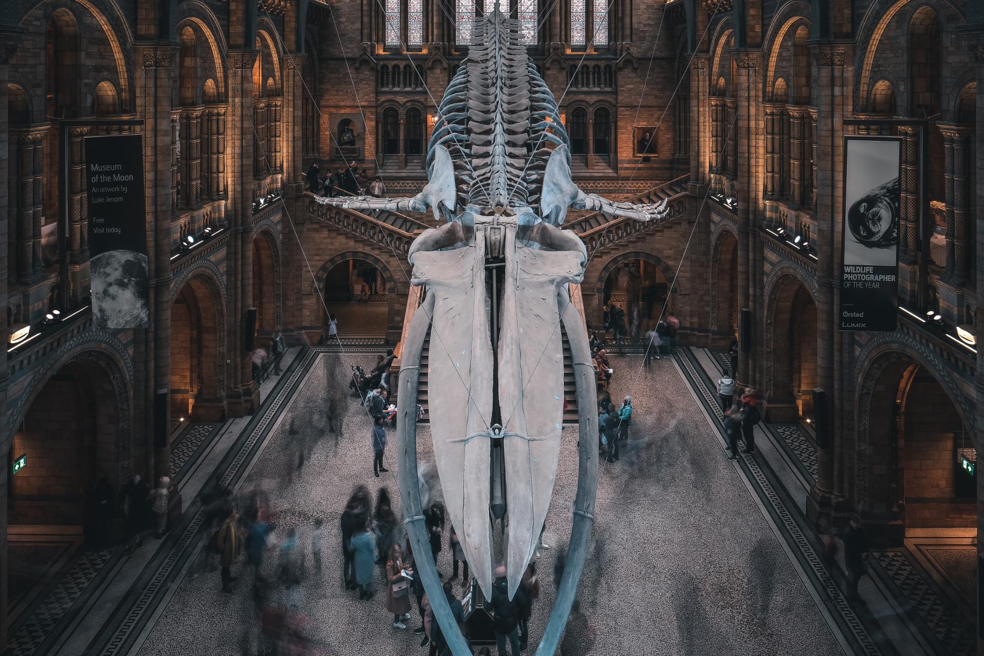 Natural History Museum.jpg